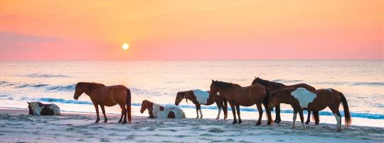 Photo of Assateague State Park