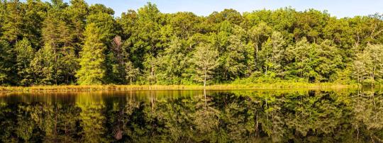 Photo of Cedarville State Forest
