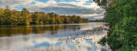 Photo of Pocomoke River State Park